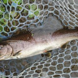 真夏でも釣れる！ ～フィッシングパーク高島の泉～